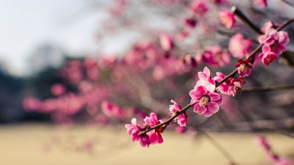 皮革臭味如何去除