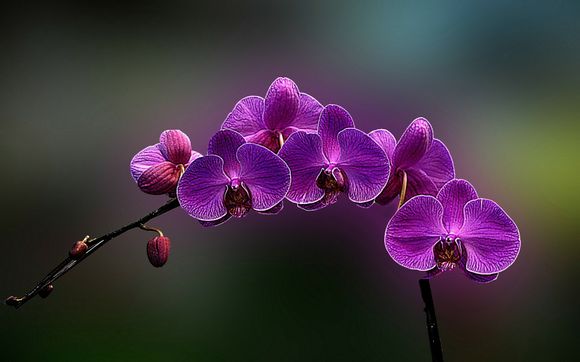 美度表壳 怎么装